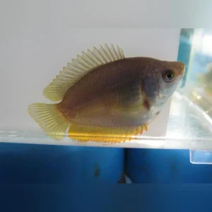 3-19.webp Dwarf Gourami Female