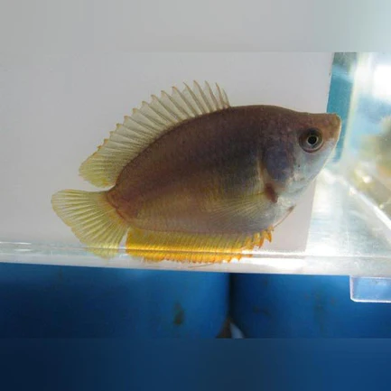3-19.webp Dwarf Gourami Female