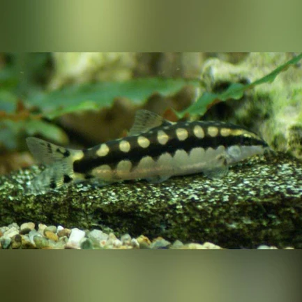 3-2-1.webp Chain Link Loach