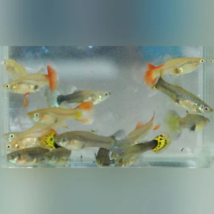 3-20.webp Assorted Color Female Guppies (Lot of 6)