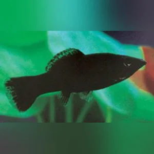 3-4-1.webp Black Molly