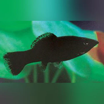 3-4-1.webp Black Molly
