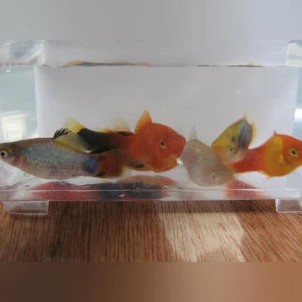 3-5.webp Platy Assorted (Lot of 6)