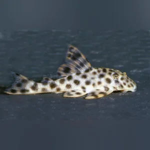 3-6.webp L-006 Leopard Spotted Pleco