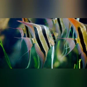 3-7.webp Altum Angelfish