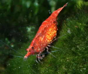 3-9-1.webp Red Cherry Shrimp