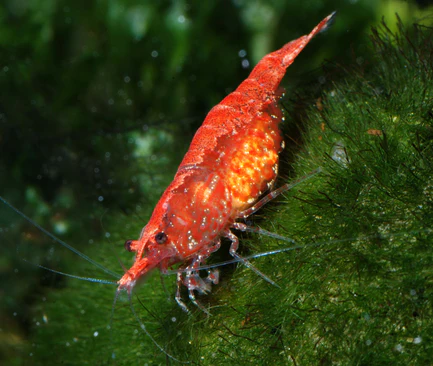 3-9-1.webp Red Cherry Shrimp