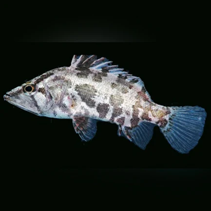 3-9.webp Asian Leaf Fish