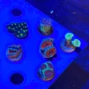 3.1.webp Assorted 6 lot Coral Frags Aussie