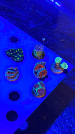 3.1.webp Assorted 6 lot Coral Frags Aussie