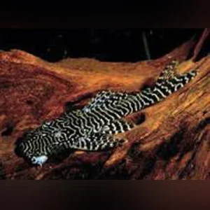 30-1-1.webp L-257 Tigrinnis Pleco
