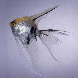 30.jpg Veil Angelfish