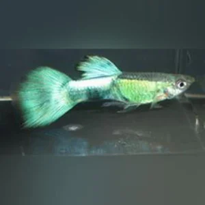 30-6.webp Purple Haze Guppy (Pair)