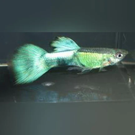 30-6.webp Purple Haze Guppy (Pair)