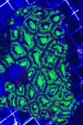 30.webp Green Acanthastrea Coral