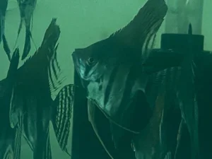 303.webp Black Lace Angelfish