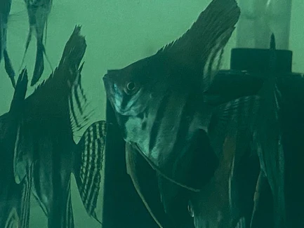 303.webp Black Lace Angelfish