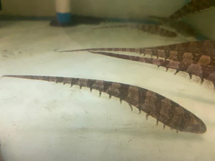 304.webp Centipede Knifefish