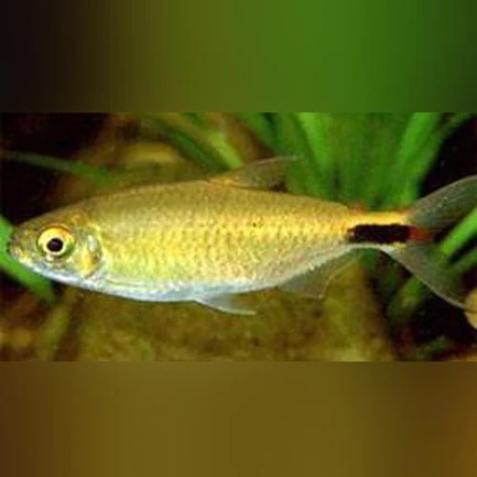 308.webp Alestes Tetra