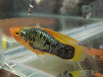 31-1-1.webp Red Tail Black Neon Variatus Platy