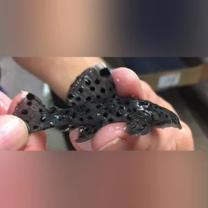 31-2.webp L-264 Sultan Pleco