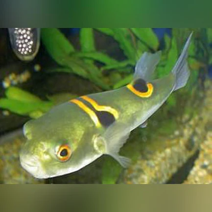 31-3.webp Fugu Saddle Puffer