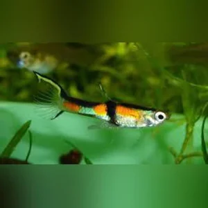 31-7.webp Rainbow Endler - Male