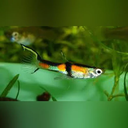 31-7.webp Rainbow Endler - Male