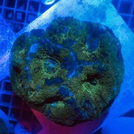 31.webp Green Bowerbankii Coral