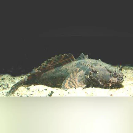 312.webp Freshwater Lion Fish