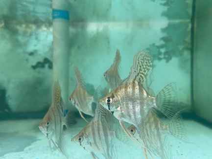 314.webp Zebra Angelfish