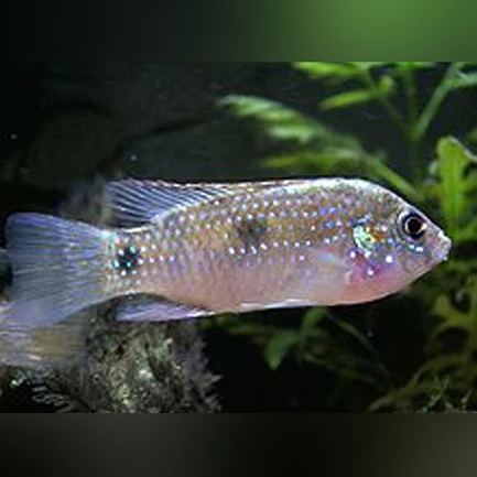 316.webp Thomasi Dwarf Cichlid