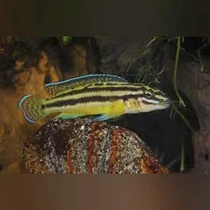 32-1.webp Julidochromis Regani