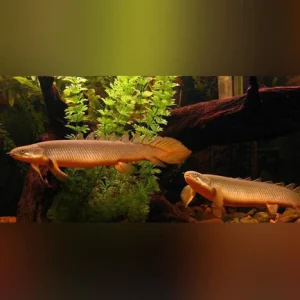 32-2.webp Senegalese Bichir