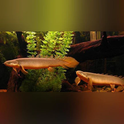 32-2.webp Senegalese Bichir