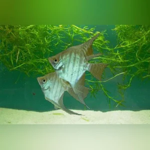 Zebra Lace Angelfish