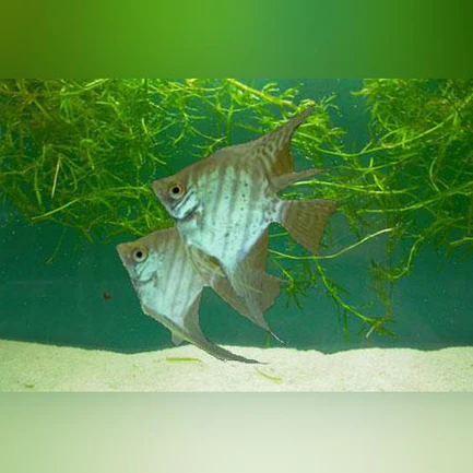 32-3.webp Zebra Lace Angelfish