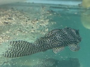 32.jpg L-260 Queen Arabesque Pleco