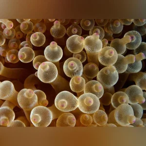 32.webp Green Bubble Anemone