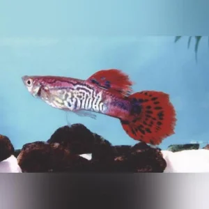 Red Cobra Guppy (Pair)