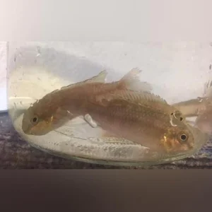 321.webp Yellow Kribensis Cichlid