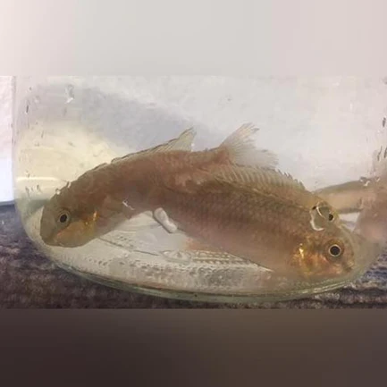 321.webp Yellow Kribensis Cichlid