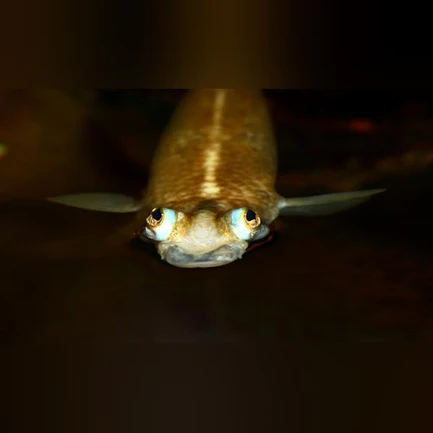 322.webp Four Eyed Anablep