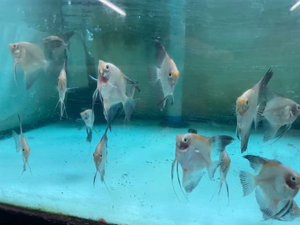 324.webp Bulgarian Koi Angelfish