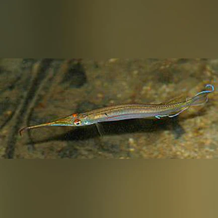 327.webp Forest Half Beak