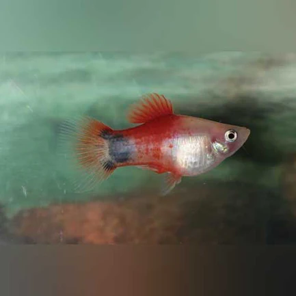 33-1-1.webp Fire and Ice Mickey Mouse Platy