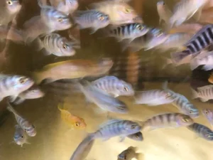 33-1.webp Kenyi Cichlid