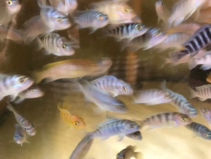 33-1.webp Kenyi Cichlid