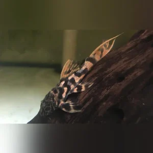 33-2-1.webp L-273 Titanic Pleco