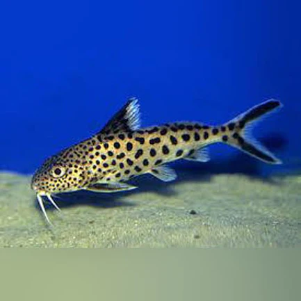 33-2.webp Synodontis Multipunctatus